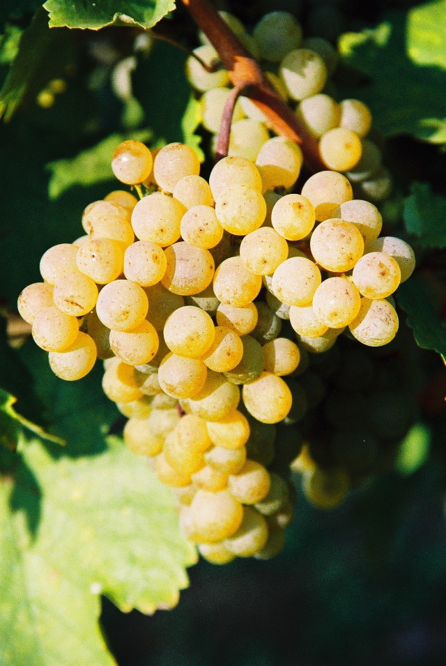Wachauer Rieslingtrauben